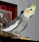 Бароша